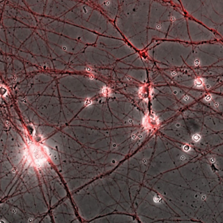 Stem Cell Biology & Engineering